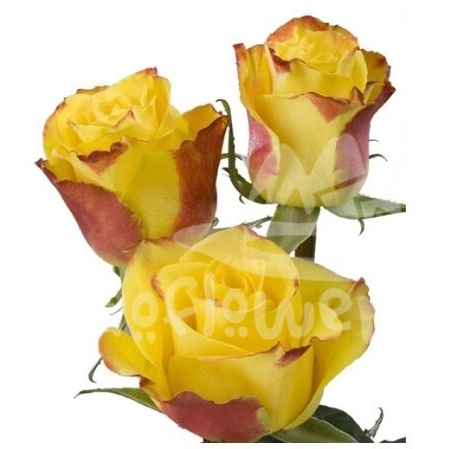 high & yellow flame