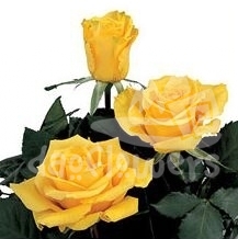 el dorado yellow