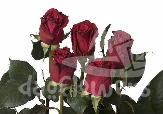 flash baccara