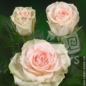 sweet dekora