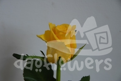 golden touch