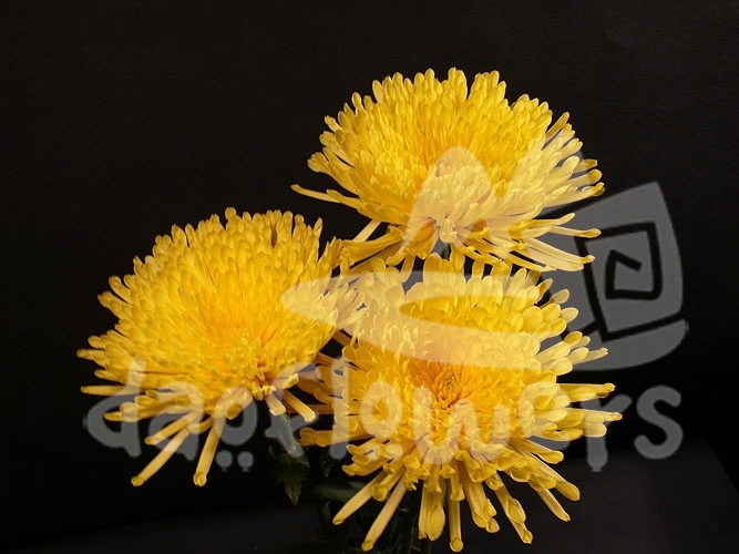 valeska yellow