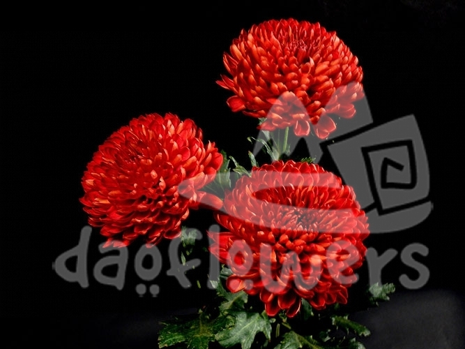 virginia red