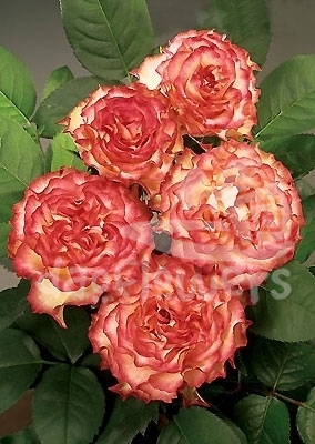 spanish dancer