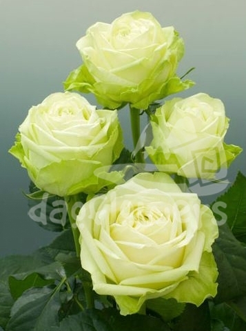 green romantica