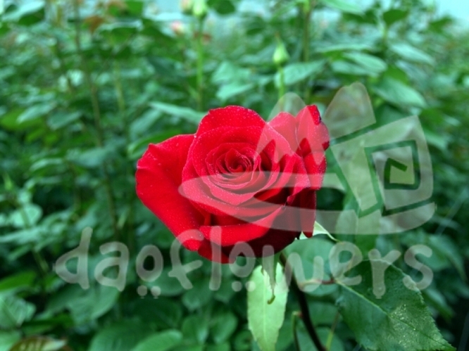 red angel