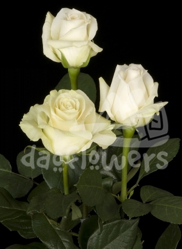 white engagement