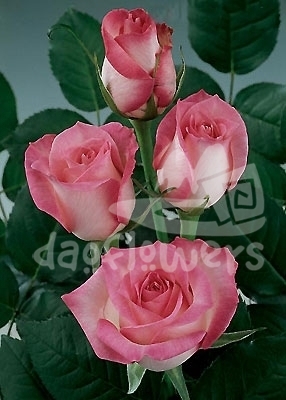 sweet candia