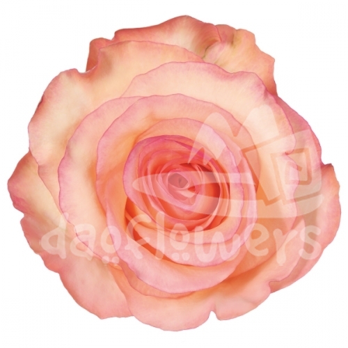 petticoat