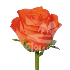 royal pumpkin