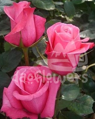 rock and rose