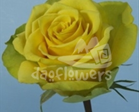 yellow cantata