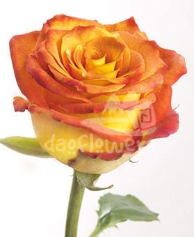 pacarina