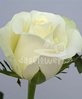 white nile