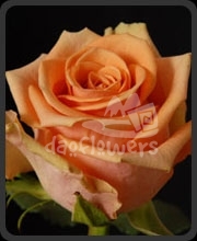 anouke
