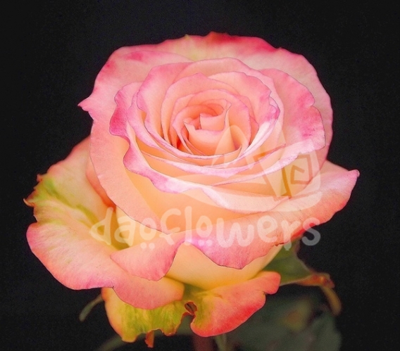 pink aubade