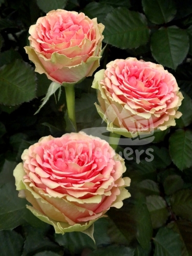 wachy rose