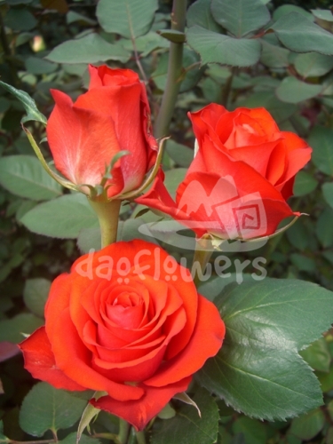 orange delight
