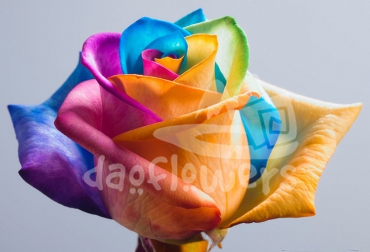 Rainbow Mondial PNT