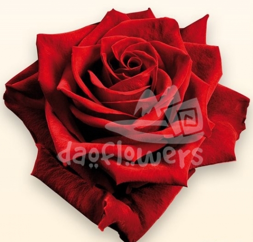 grande amore