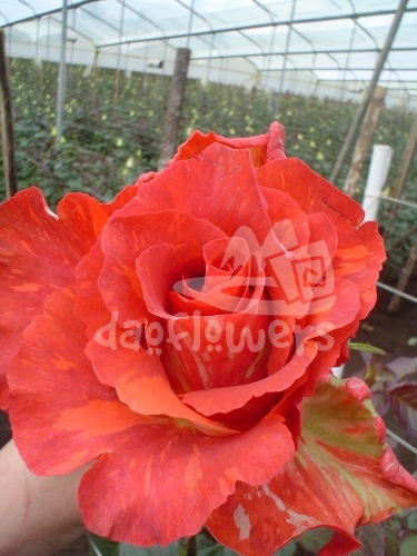 rhuana