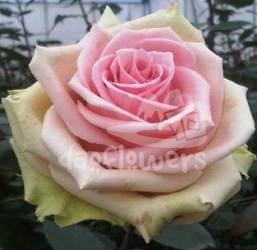 caress
