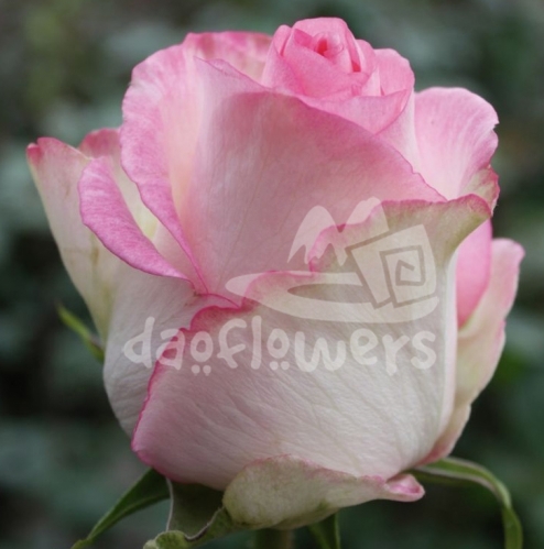 pink sugar