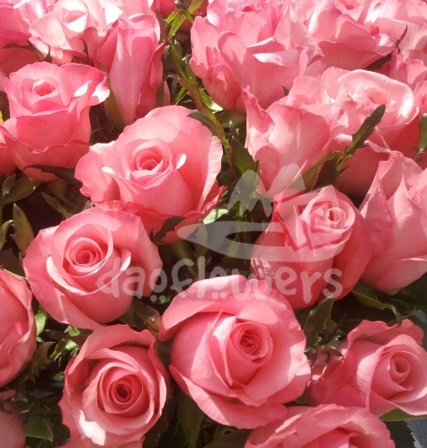 lovely jubilee