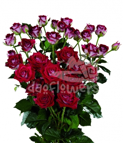 ruby star*