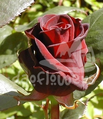 black baccara