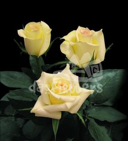 tiffany gold