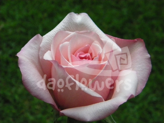 rocio