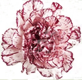 Cristina