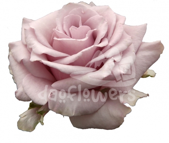 lilac fragrance