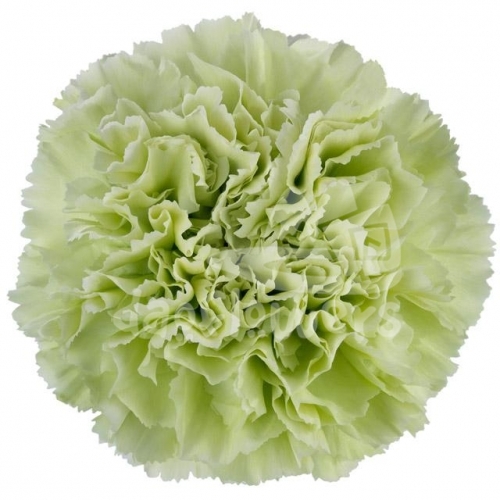 Cybele