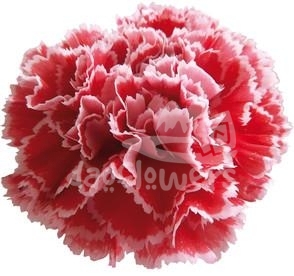 Nobbio Watermelon