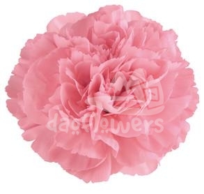 Pink Francesco