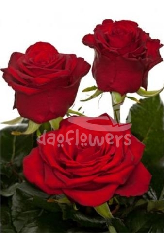 red love