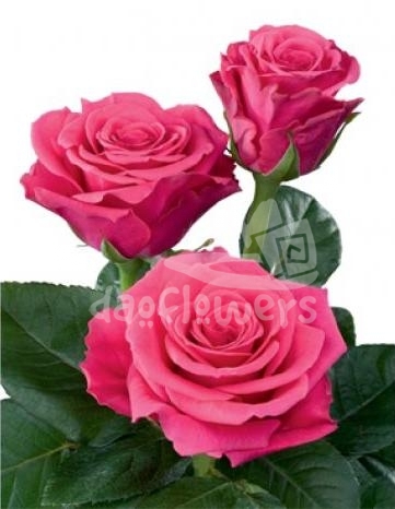 upper class pink