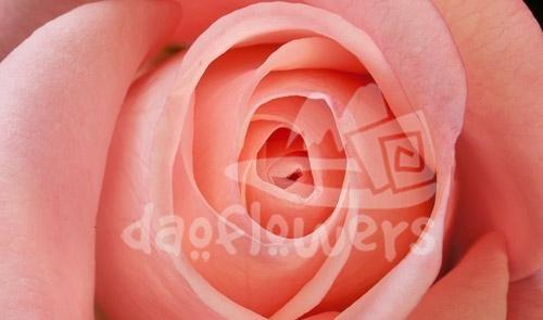 royal blush