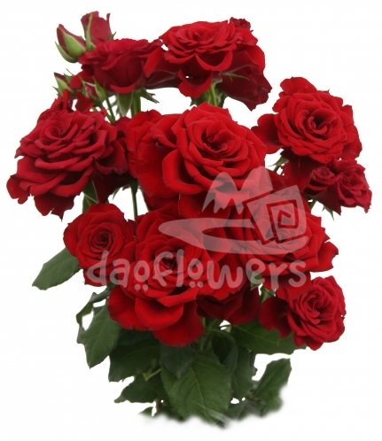 ruby abundance*
