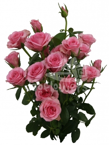 sweet abundance*