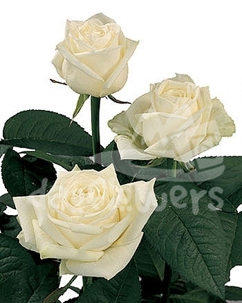 maroussia