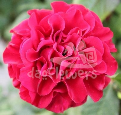 campanella red