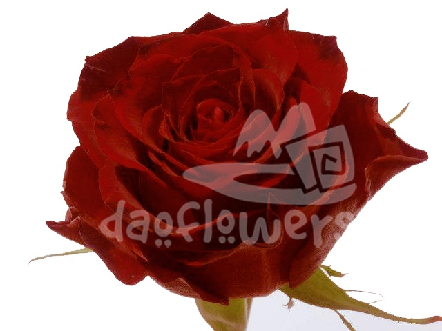cape red