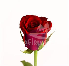 red jewel