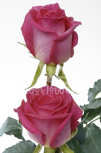 splendid renate