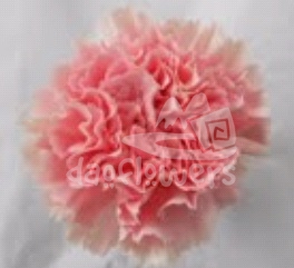 Pink Bizet