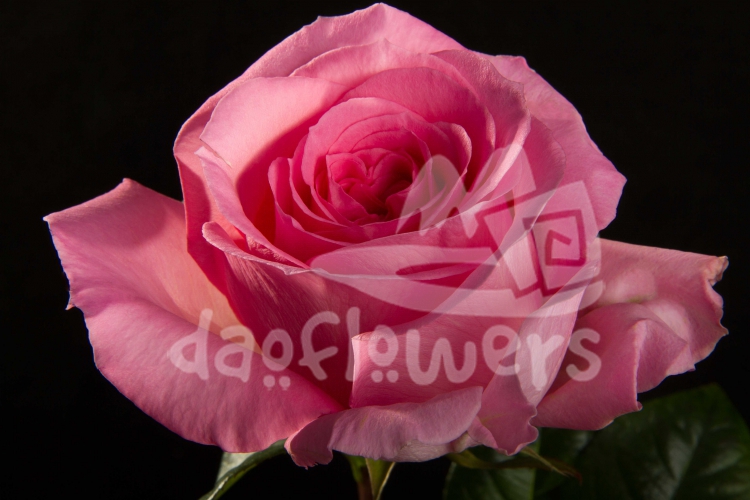 martina pink