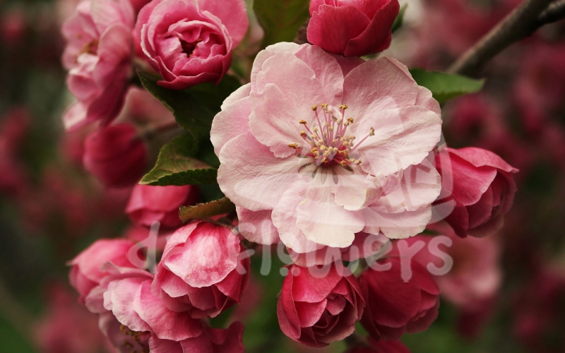 pink blossom